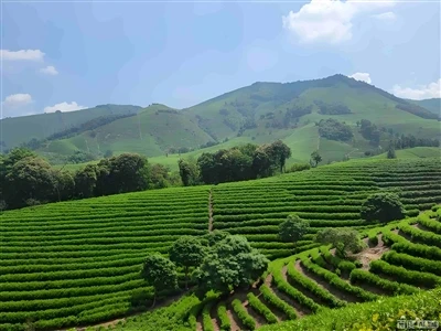 Shengzhou Tea Exports in 2025: Sustaining Growth Through Strategic Diversification Shengzhou Tea Exports in 2025: Sustaining Growth Through Strategic Diversification